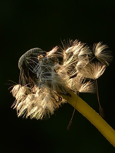 Meadow spring stalk