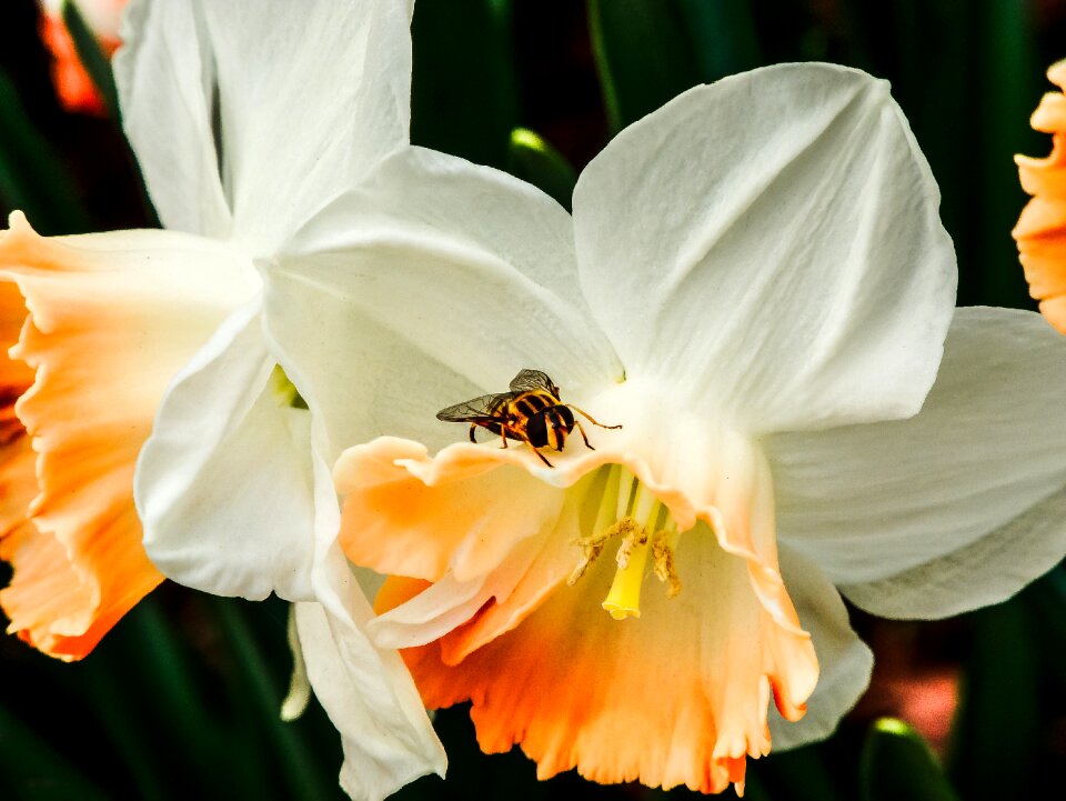 Flower easter spring
