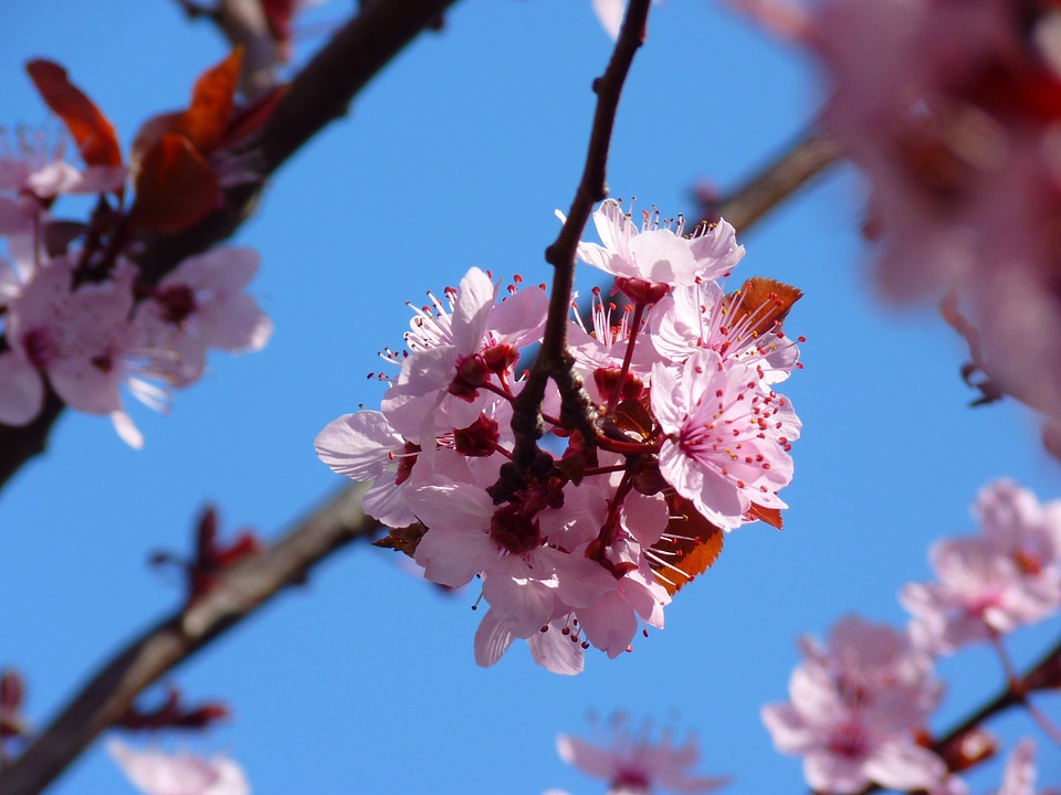 Blossom bloom tree