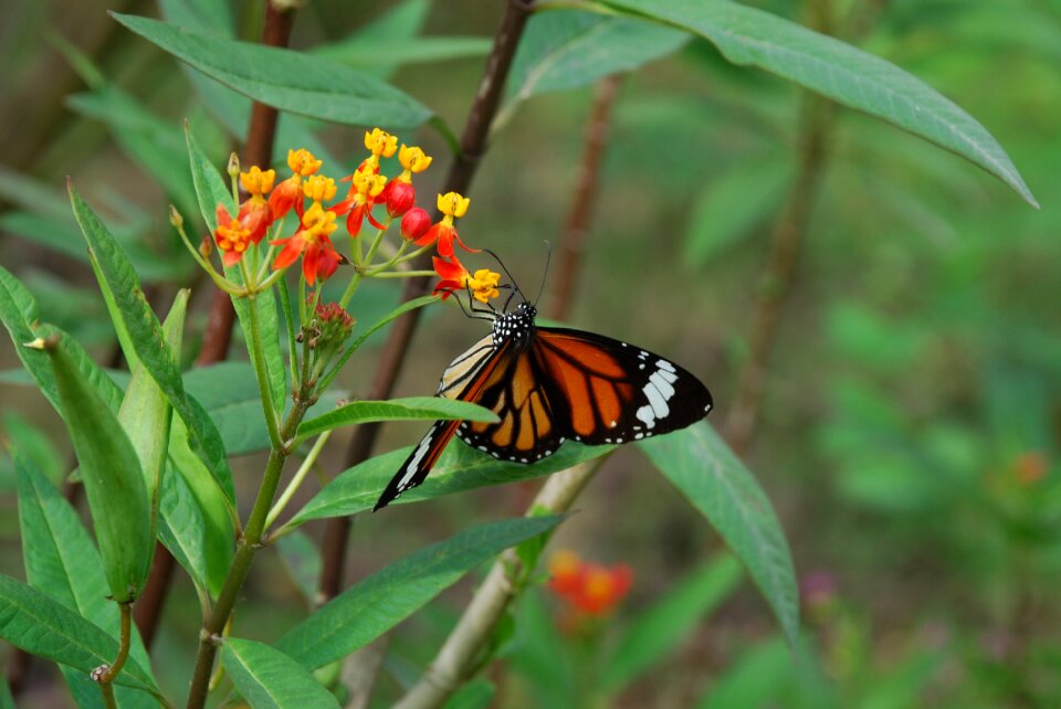 Wing wildlife bug