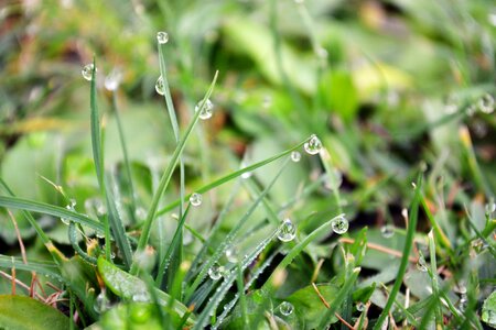 Wet macro grass photo