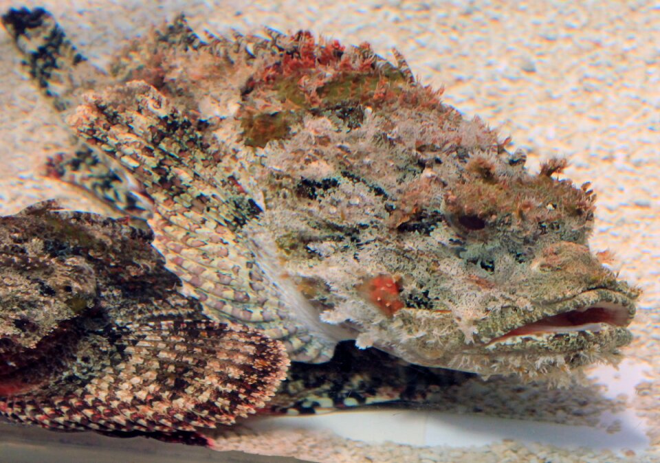 Sea marine underwater