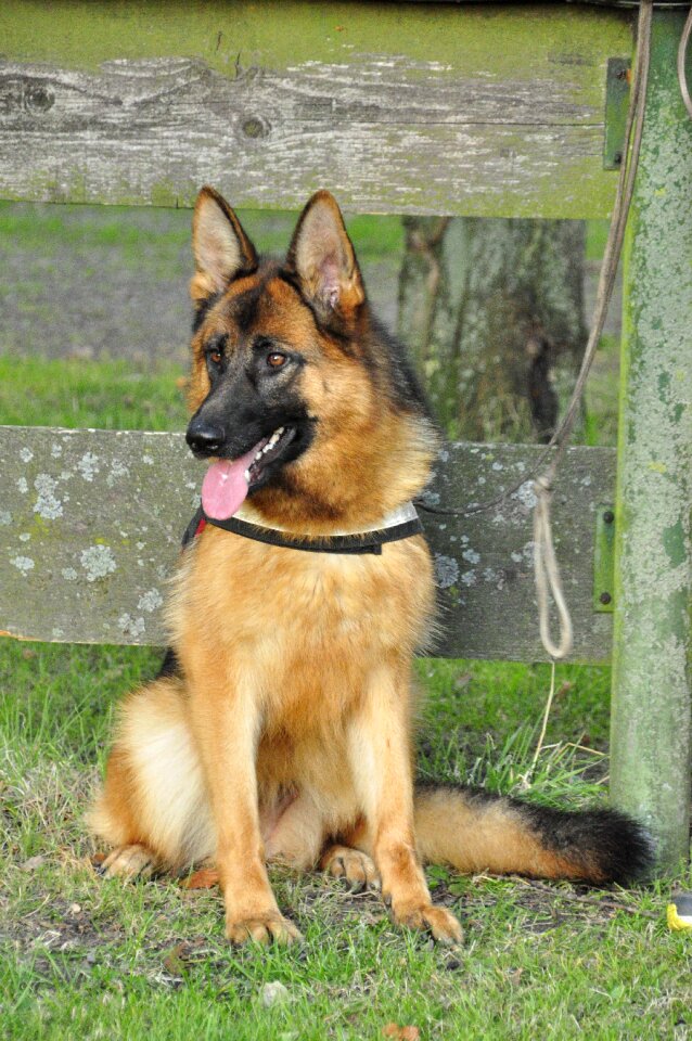 Dog mammal pet