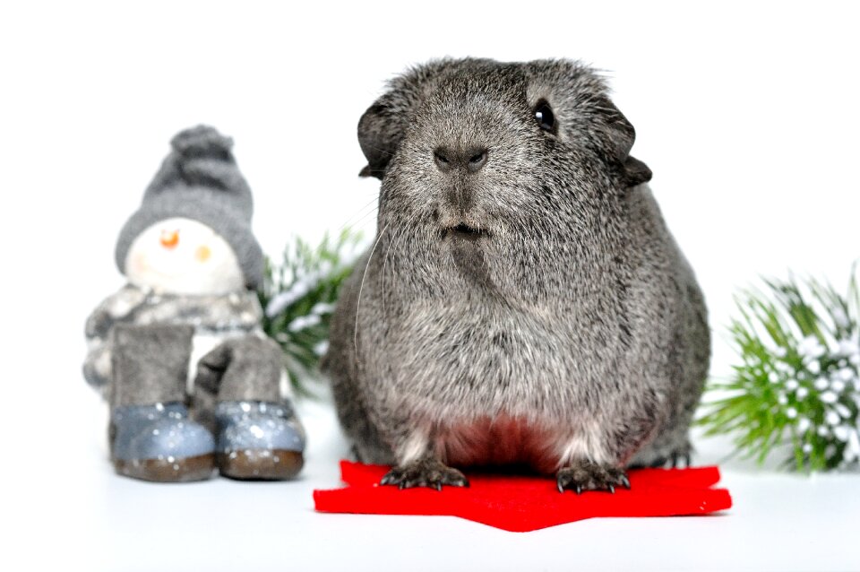 Guinea pig smooth hair black and white