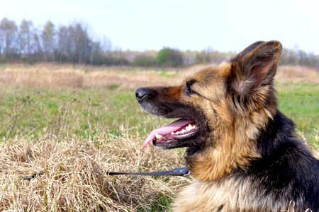 Coat german shepherd fangs photo