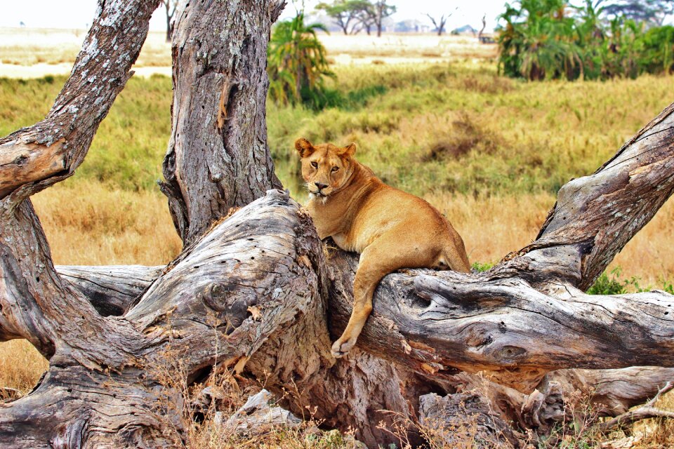 Serengeti africa animal