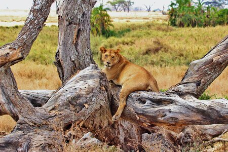 Serengeti africa animal photo