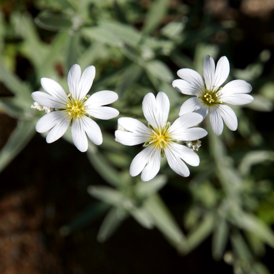 White flowers delicate flowers three flowers