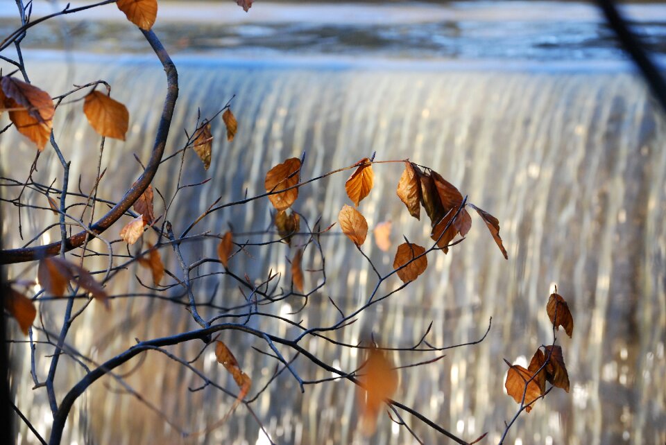 Foliage november environment photo