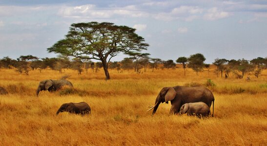 Tanzania africa serengeti photo