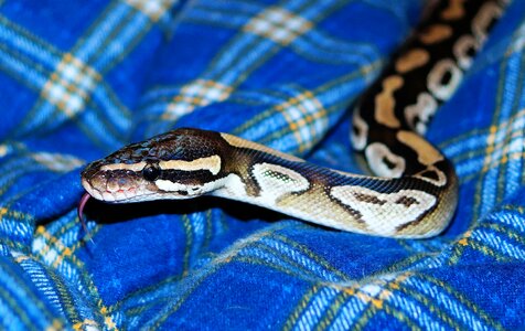 Mojave exotic graceful