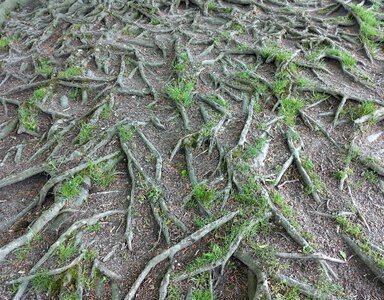 Nature plant beech