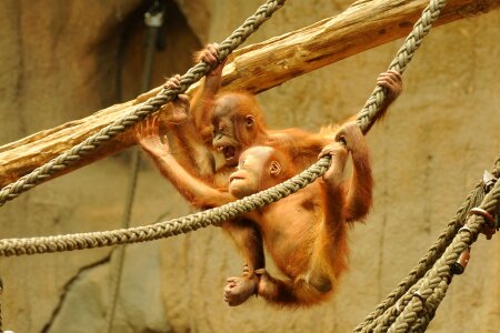 Animal monkey baby photo