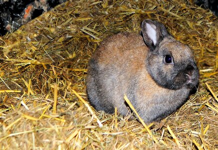 Hay portrait curious