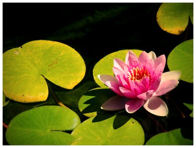 Water flower aquatic photo