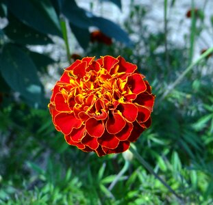 Dharwad india floral