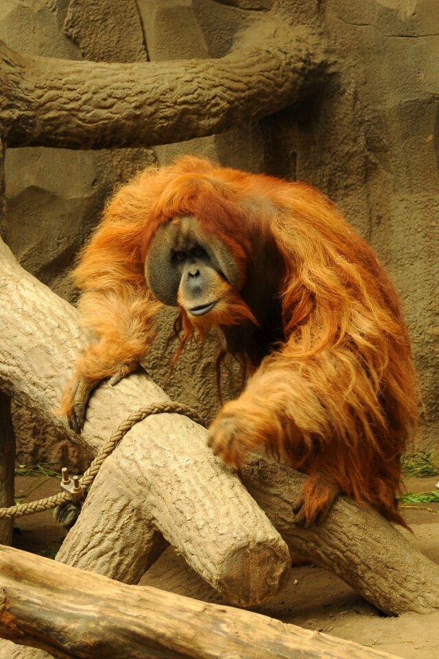 Zoo animal monkey