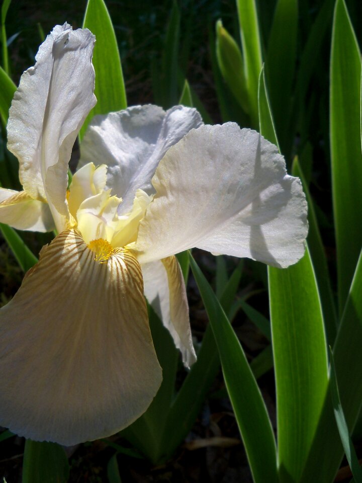 Natural blossom bloom
