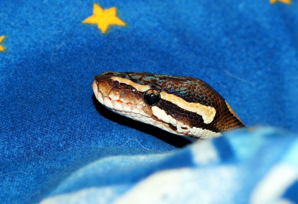 Snake mojave exotic