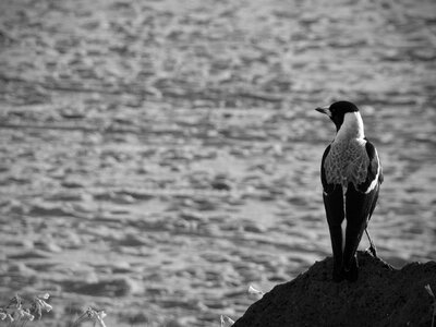 Corvidae coast ocean