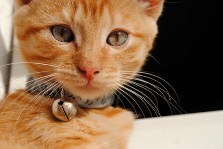 Cute cat pet