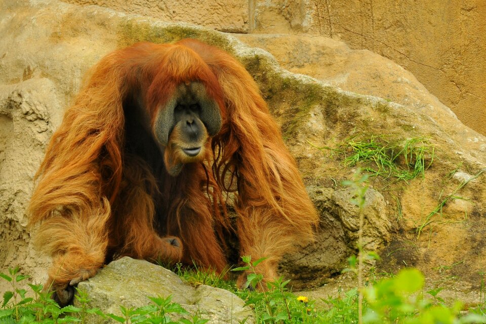 Zoo animal monkey photo