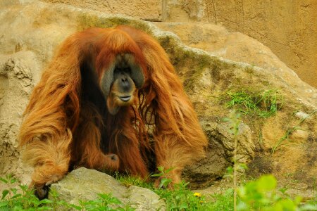 Zoo animal monkey