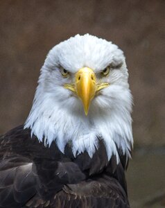 Nature predator american