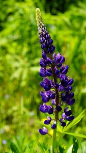Lilac flower ornamental plants feral