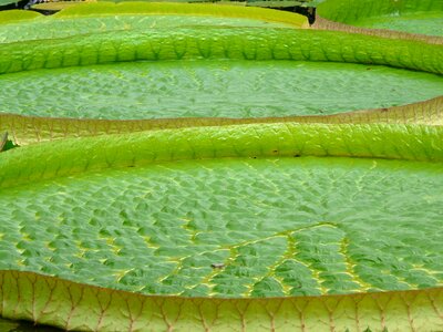 Green water lilies aquatic plant