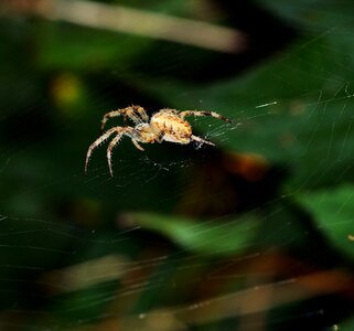 Prey hunter patience photo