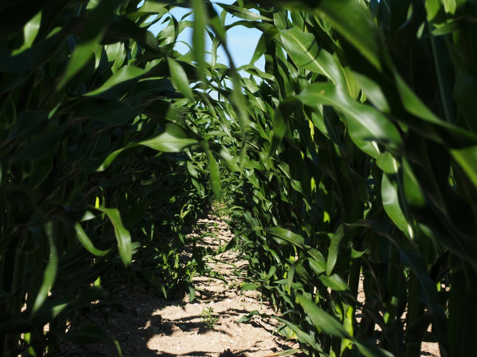 Corn leaves corn green photo