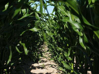 Corn leaves corn green photo