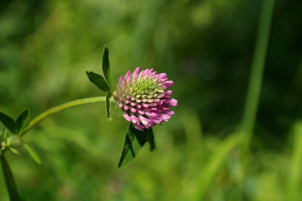 Fodder plant pink red
