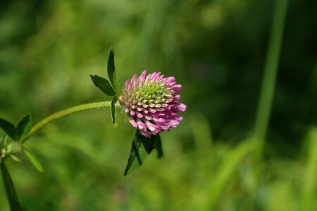 Fodder plant pink red photo