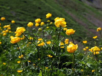 Trollius europaeus hahnenfußgewächs gold capitula photo