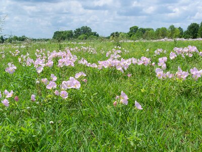 Plants natural blossom