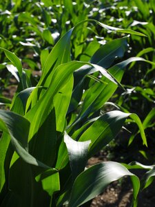 Corn leaves corn green photo