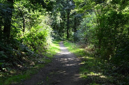 Pathway summer shade photo