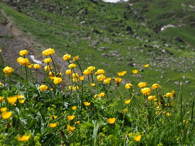 Trollius europaeus hahnenfußgewächs gold capitula photo