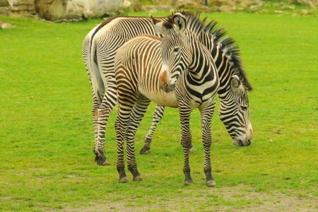 Zoo animal zebra photo