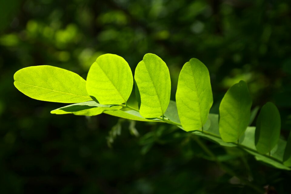 Shine through shades of green shining