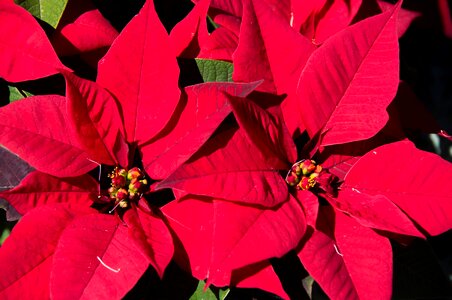 Red bright christmas photo