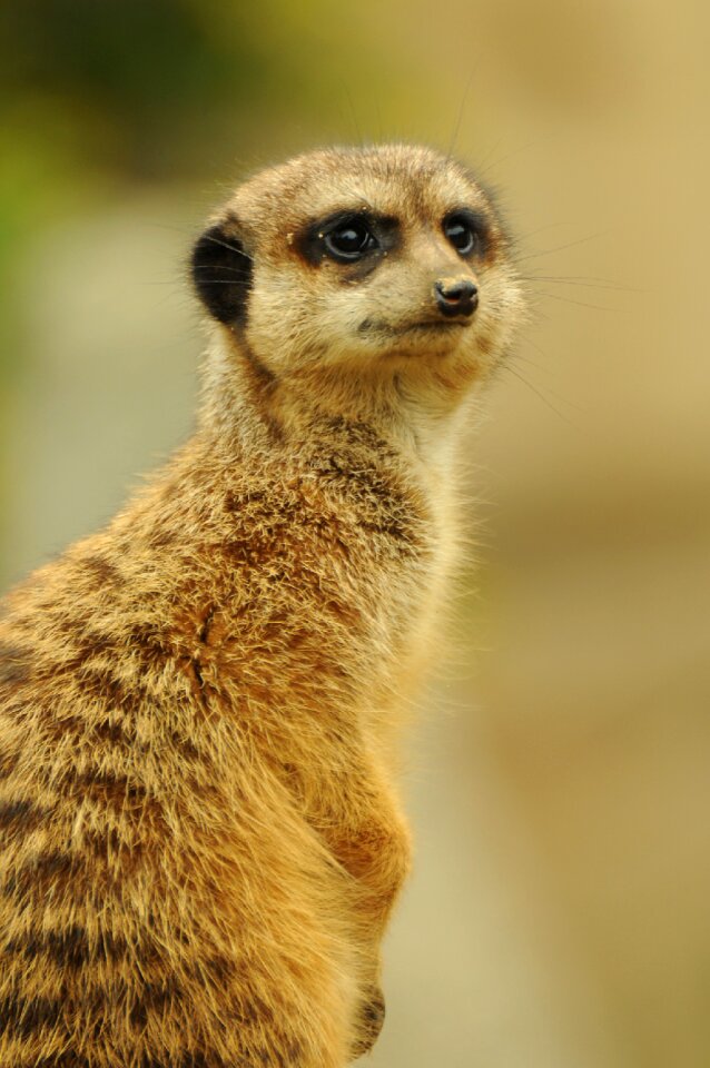 Zoo animal meerkat
