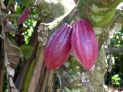 Fruit harvest tree