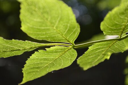 Shade green tree