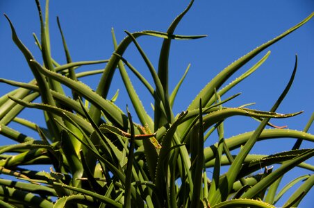 Spikey garden blue sky