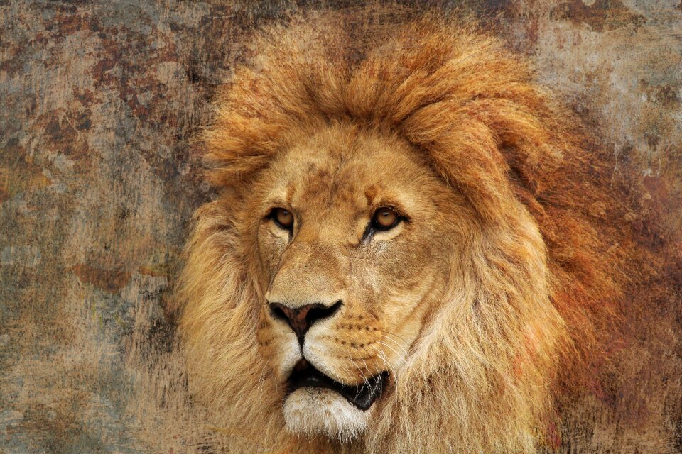 Beautiful predator strong