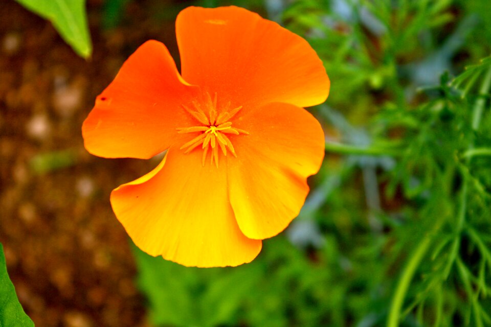 Floral natural field