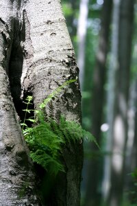 Plant nature leaves